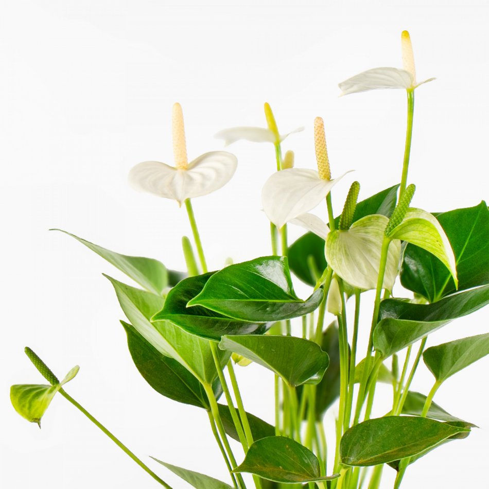 Plant Anthurium wit