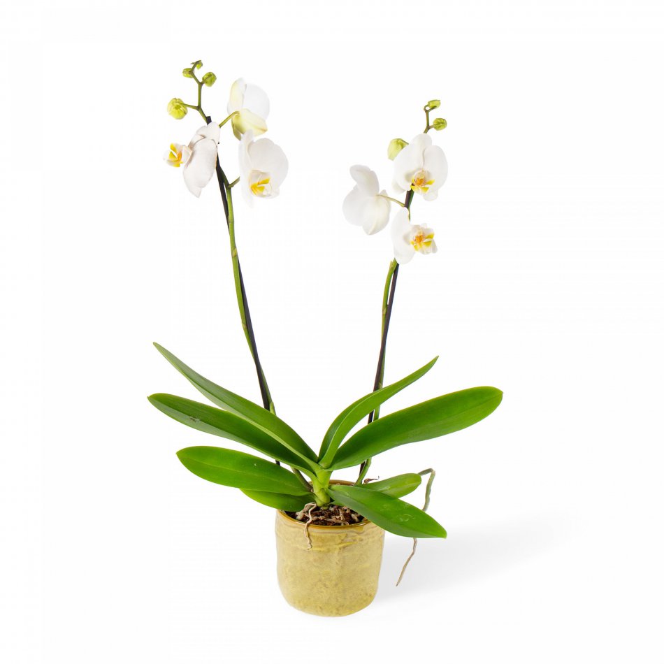 Plant Phalaenospis wit 2-tak